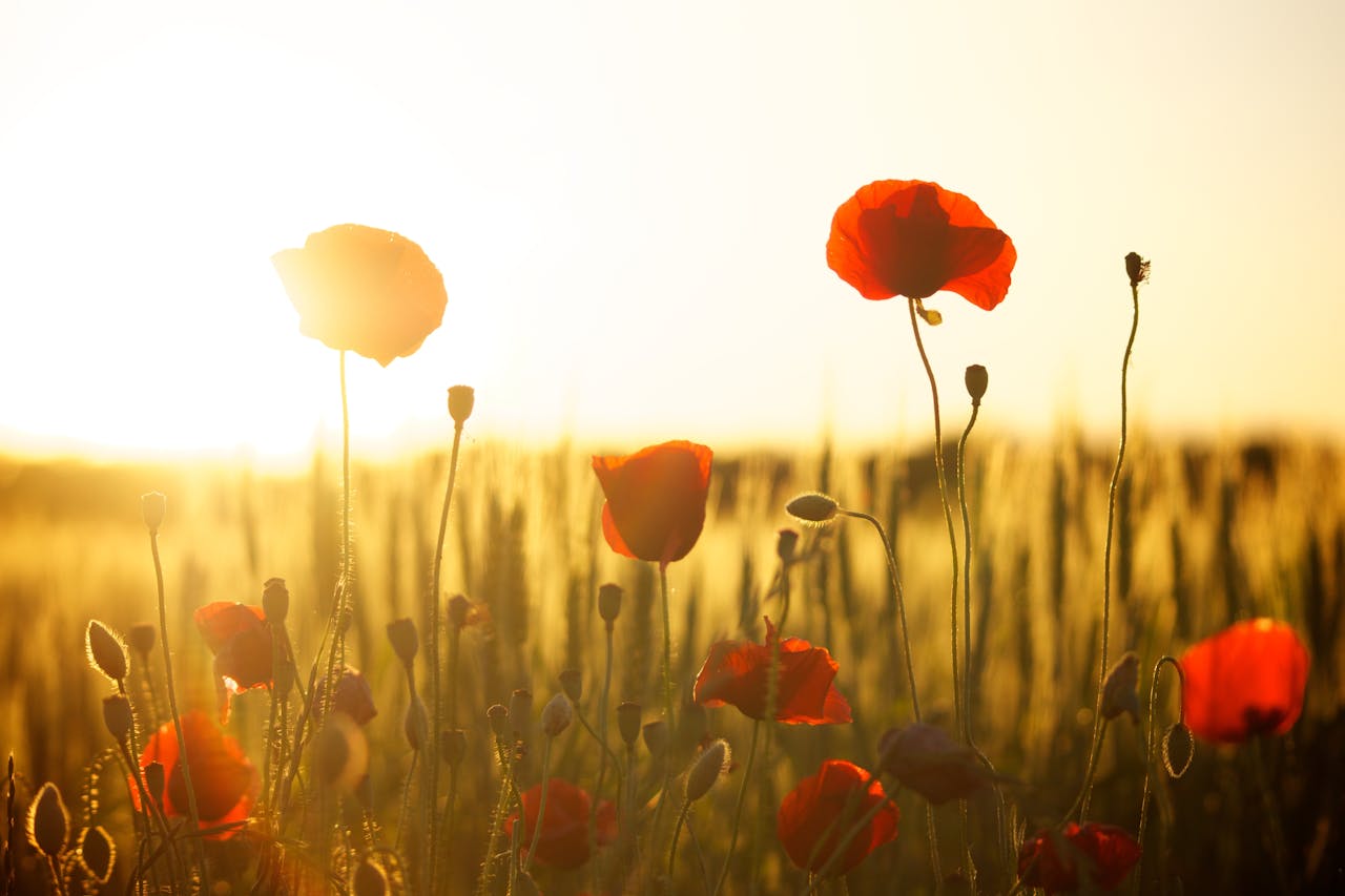 Several single flowers in a meadow during a sunrise